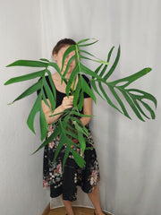 Monstera Croatii