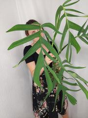 Monstera Croatii