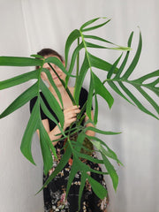 Monstera Croatii