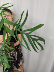 Monstera Croatii