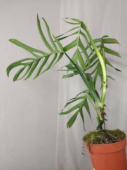 Monstera Croatii