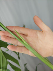 Monstera Croatii