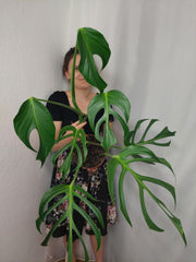 Monstera Burle Marx Flame Adult