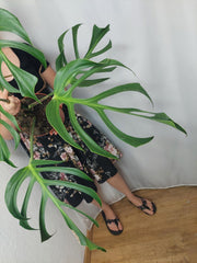 Monstera Burle Marx Flame Adult