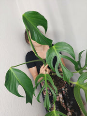 Monstera Burle Marx Flame Adult