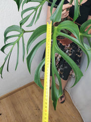 Monstera Burle Marx Flame Adult