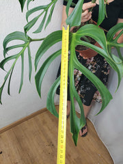 Monstera Burle Marx Flame Adult