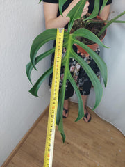 Monstera Burle Marx Flame Adult
