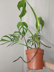 Monstera Burle Marx Flame Adult