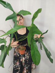 Philodendron Longilobatum Lelano Miyano groß