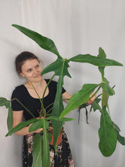 Philodendron Longilobatum Lelano Miyano groß