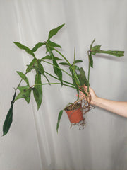 Philodendron Longilobatum Lelano Miyano groß