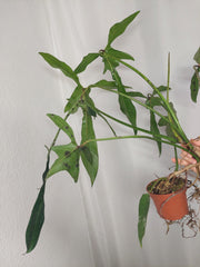 Philodendron Longilobatum Lelano Miyano groß