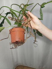 Philodendron Longilobatum Lelano Miyano groß