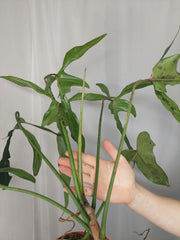 Philodendron Longilobatum Lelano Miyano groß