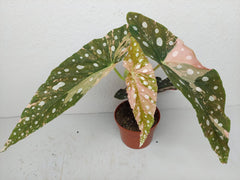 Begonia Maculata Pink Variegata