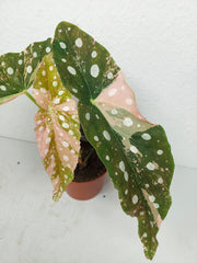 Begonia Maculata Pink Variegata