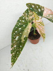 Begonia Maculata Pink Variegata