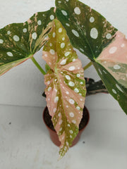 Begonia Maculata Pink Variegata