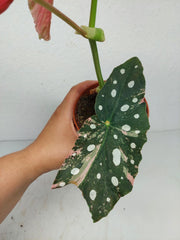 Begonia Maculata Pink Variegata
