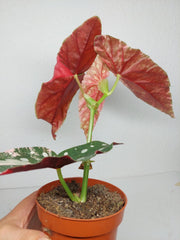 Begonia Maculata Pink Variegata