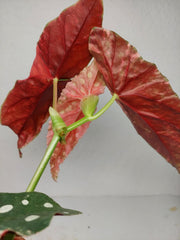Begonia Maculata Pink Variegata