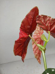 Begonia Maculata Pink Variegata