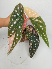 Begonia Maculata Pink Variegata