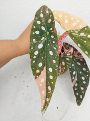 Begonia Maculata Pink Variegata