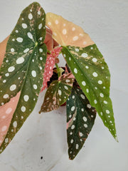 Begonia Maculata Pink Variegata