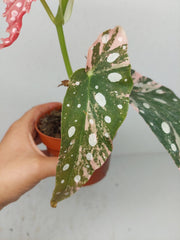 Begonia Maculata Pink Variegata