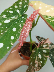 Begonia Maculata Pink Variegata