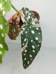 Begonia Maculata Pink Variegata