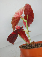 Begonia Maculata Pink Variegata