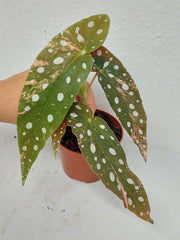 Begonia Maculata Pink Variegata