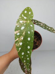 Begonia Maculata Pink Variegata