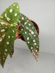 Begonia Maculata Pink Variegata