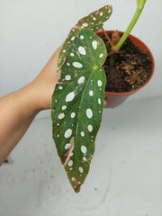 Begonia Maculata Pink Variegata