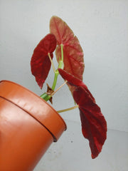 Begonia Maculata Pink Variegata
