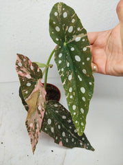 Begonia Maculata Pink Variegata