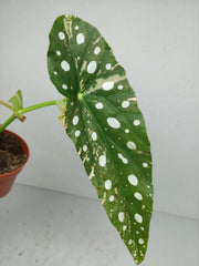 Begonia Maculata Pink Variegata