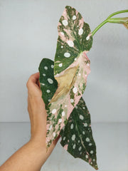 Begonia Maculata Pink Variegata