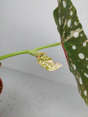 Begonia Maculata Pink Variegata