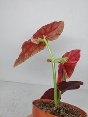 Begonia Maculata Pink Variegata