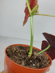 Begonia Maculata Pink Variegata