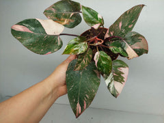 Philodendron Pink Princess Tricolor