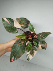Philodendron Pink Princess Tricolor