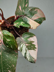 Philodendron Pink Princess Tricolor