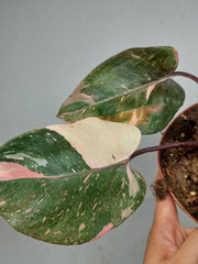 Philodendron Pink Princess Tricolor