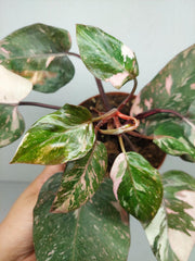 Philodendron Pink Princess Tricolor